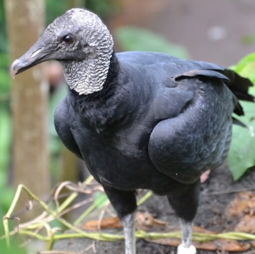 “Black Vulture birds, male and female, with glossy black feathers and large wingspans, perched and ready for adoption.”
