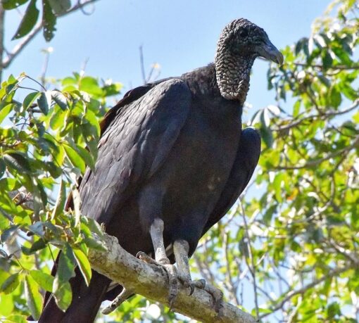 “Black Vulture birds, male and female, with glossy black feathers and large wingspans, perched and ready for adoption.”