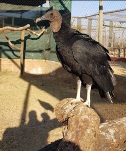 Black Vulture Birds-(Males/Females)