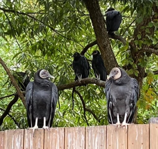 “Black Vulture birds, male and female, with glossy black feathers and large wingspans, perched and ready for adoption.”