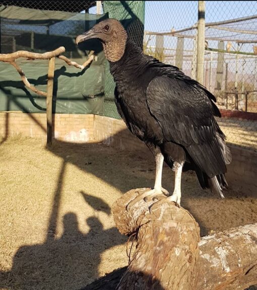“Black Vulture birds, male and female, with glossy black feathers and large wingspans, perched and ready for adoption.”
