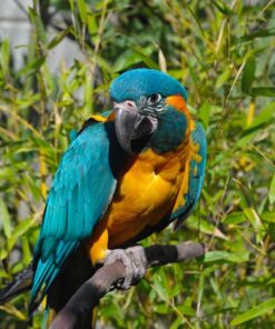 Blue-Throated Macaw Parrot-(Limpina)