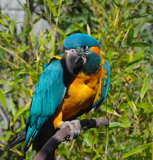 Blue-Throated Macaw Parrot-(Limpina) - Image 2