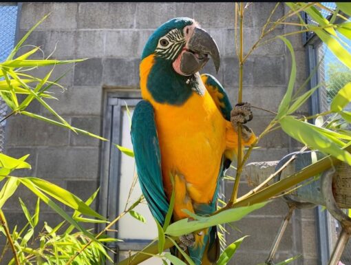 Blue-Throated Macaw Parrot-(Limpina) - Image 3