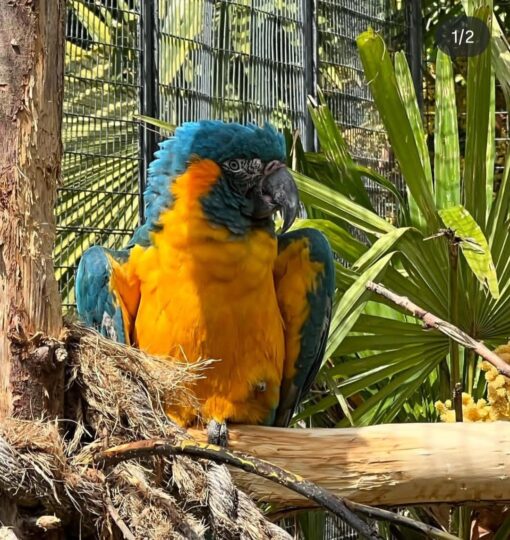 Blue-Throated Macaw Parrot-(Limpina) - Image 4