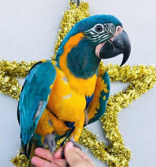 "Close-up of a female Blue-Throated Macaw parrot (Limpina) showcasing vibrant blue feathers, bright yellow under the wings, and a striking turquoise throat, perched gracefully with a natural green blurred background."