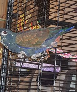 Bronze-Winged Parrot-(Heny)