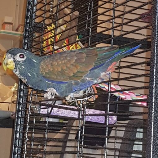Bronze-Winged Parrot (Heny) – A vibrant and intelligent female, 1 year 3 months old. Fully vaccinated and DNA sex tested, ideal for exotic bird enthusiasts.