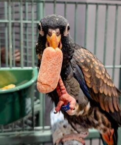 Bronze-Winged Parrot-(Heny)