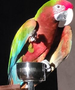 Calico Macaw Parrot-(Lum)