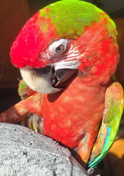 Brightly colored female Calico Macaw parrot named Lum with vibrant red, blue, yellow, and green feathers, perched calmly and looking curious.