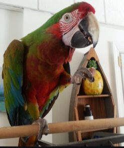 Calico Macaw Parrot-(Lum)