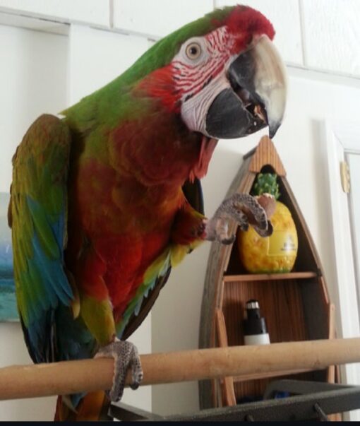 Brightly colored female Calico Macaw parrot named Lum with vibrant red, blue, yellow, and green feathers, perched calmly and looking curious.