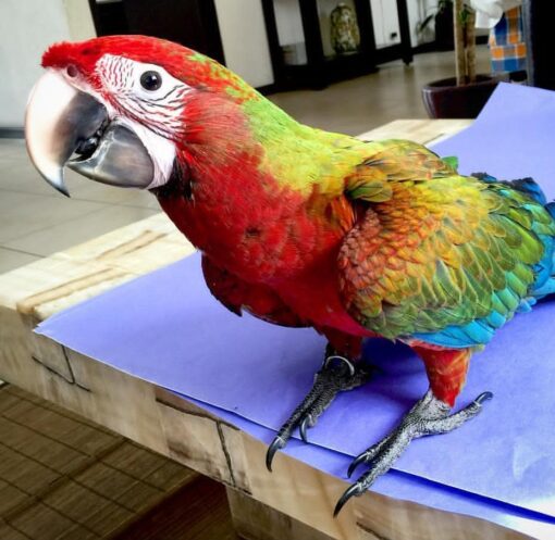"Colorful Calico Macaw parrots, male and female, with vibrant blue, red, and yellow feathers, perched and ready for new homes."