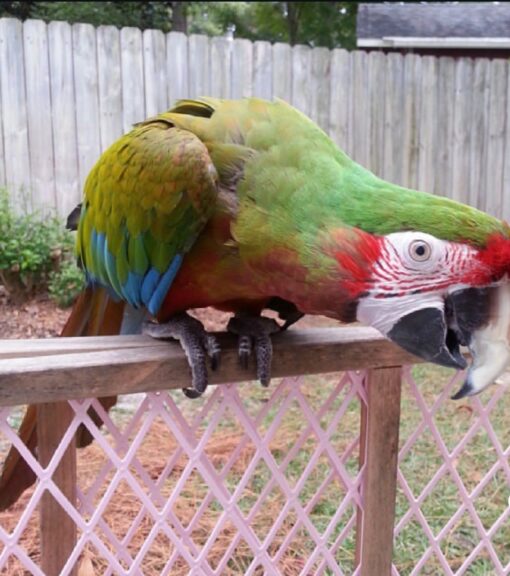 "Colorful Calico Macaw parrots, male and female, with vibrant blue, red, and yellow feathers, perched and ready for new homes."