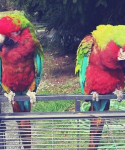 Calico Macaw Parrots-(Males/Females)