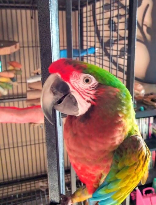 "Colorful Calico Macaw parrots, male and female, with vibrant blue, red, and yellow feathers, perched and ready for new homes."