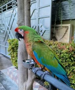 Calico Macaw Parrots-(Males/Females)