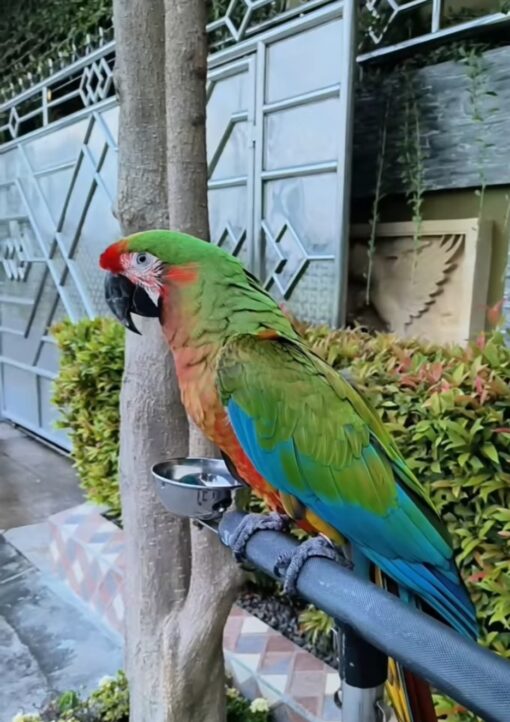 Calico Macaw Parrots-(Males/Females) - Image 2