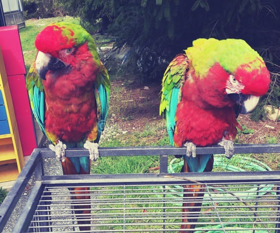 "Colorful Calico Macaw parrots, male and female, with vibrant blue, red, and yellow feathers, perched and ready for new homes."