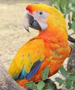 Camelot Macaw Parrot-(Lany)