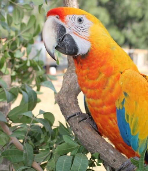 Camelot Macaw Parrot-(Lany) - Image 3