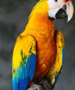 Camelot Macaw Parrot-(Lany)