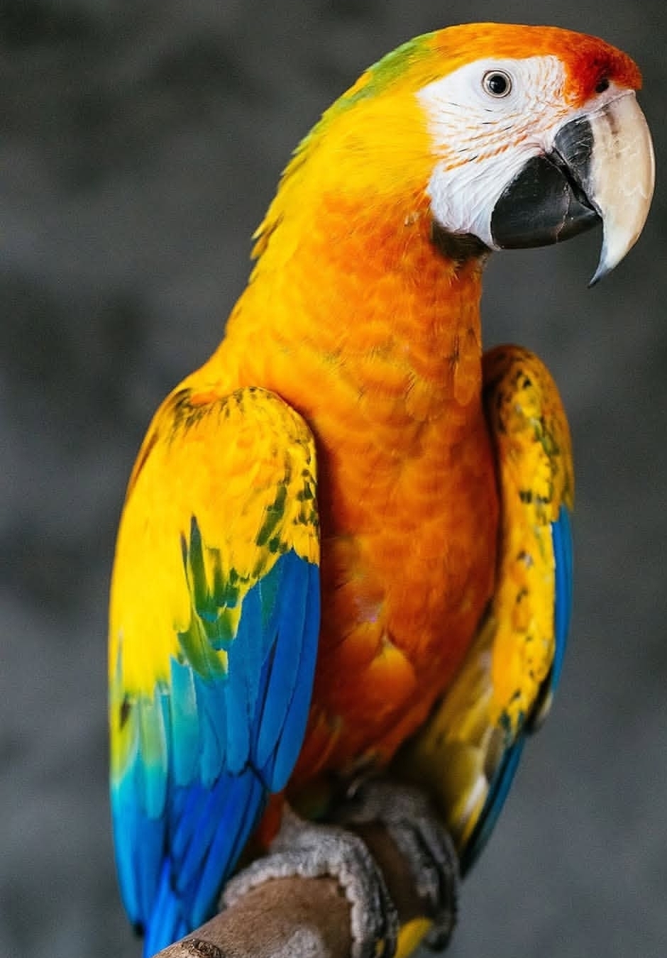 Female Camelot Macaw Parrot named Lany, vibrant blue and gold feathers, perched calmly, showcasing bright colorful plumage.