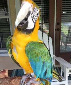 Catalina Macaw Parrot-(Lavin)