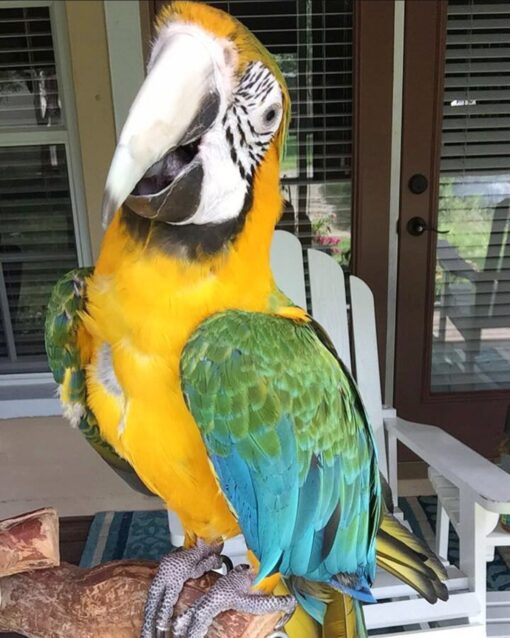 Lavin, a beautiful female Catalina Macaw, showcasing her striking blend of blue, green, and orange feathers while perched confidently. Her bright eyes and strong beak reflect her lively and intelligent nature.