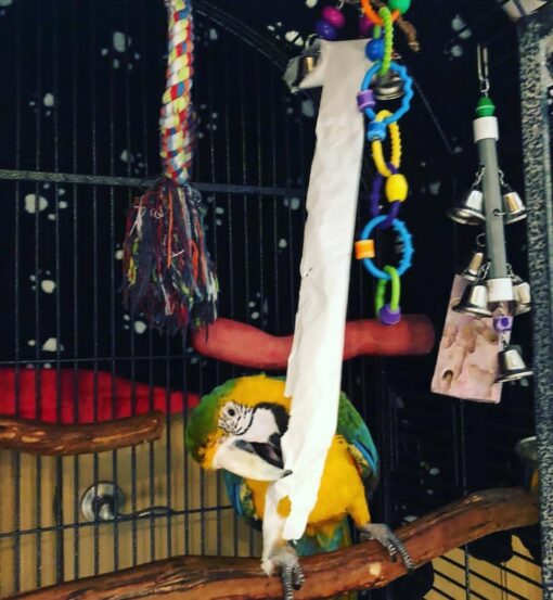 Catalina Macaw Parrot-(Lavin) - Image 3
