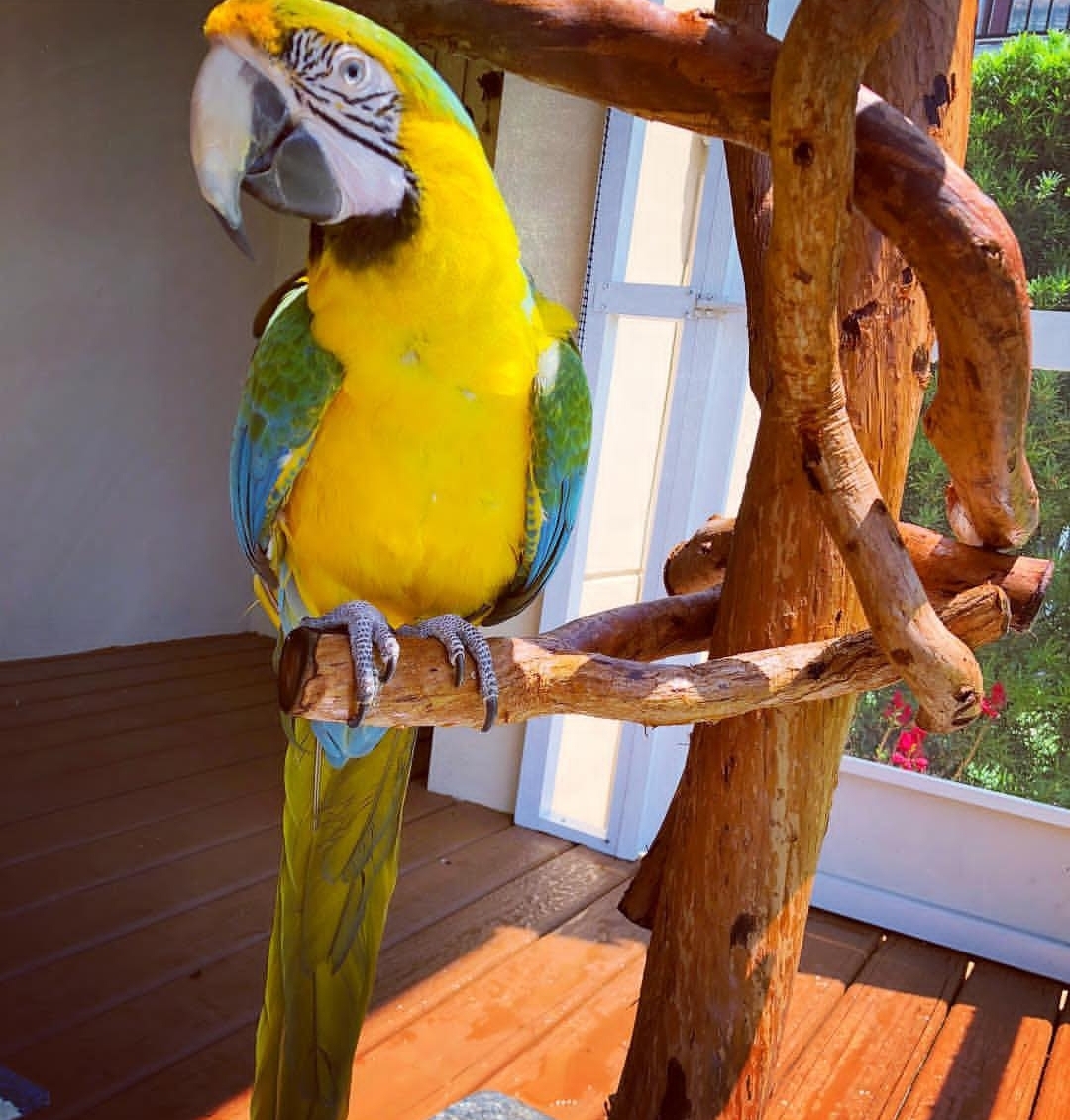 Lavin, a beautiful female Catalina Macaw, showcasing her striking blend of blue, green, and orange feathers while perched confidently. Her bright eyes and strong beak reflect her lively and intelligent nature.