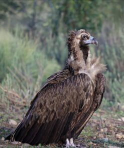 Cinereous Vulture Birds-(Males/Females)