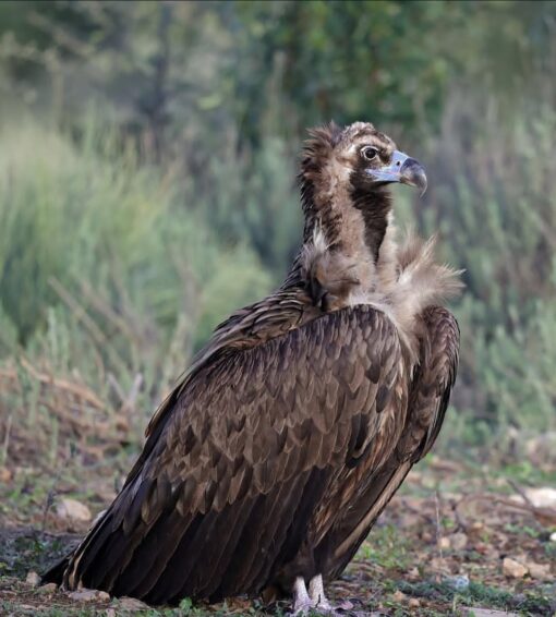 “Close-up of healthy male and female Cinereous Vulture birds with dark plumage and large wingspans, perched and alert.”