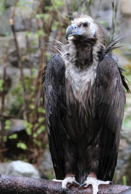 “Close-up of healthy male and female Cinereous Vulture birds with dark plumage and large wingspans, perched and alert.”