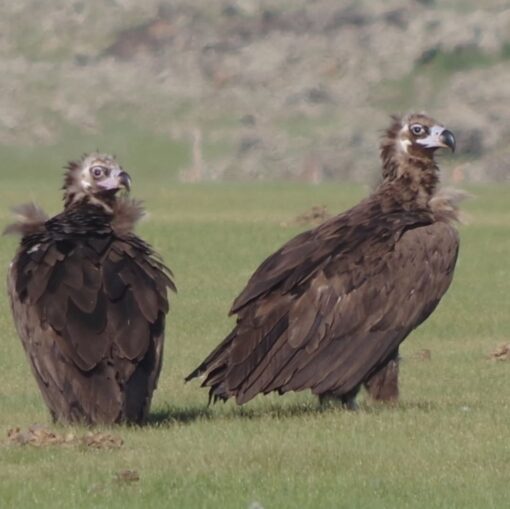 Cinereous Vulture Birds-(Males/Females) - Image 4