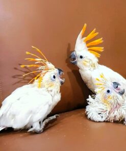 Citron Crested Cockatoo Baby Parrots-Males-Females