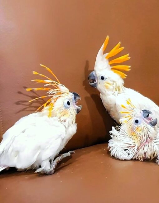 “Healthy Citron Crested Cockatoo baby parrots, males and females, hand-raised, playful and vaccinated, ready for loving homes”