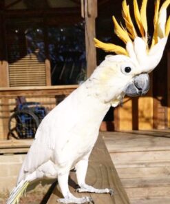 Citron Crested Cockatoo Parrot-(Lam)