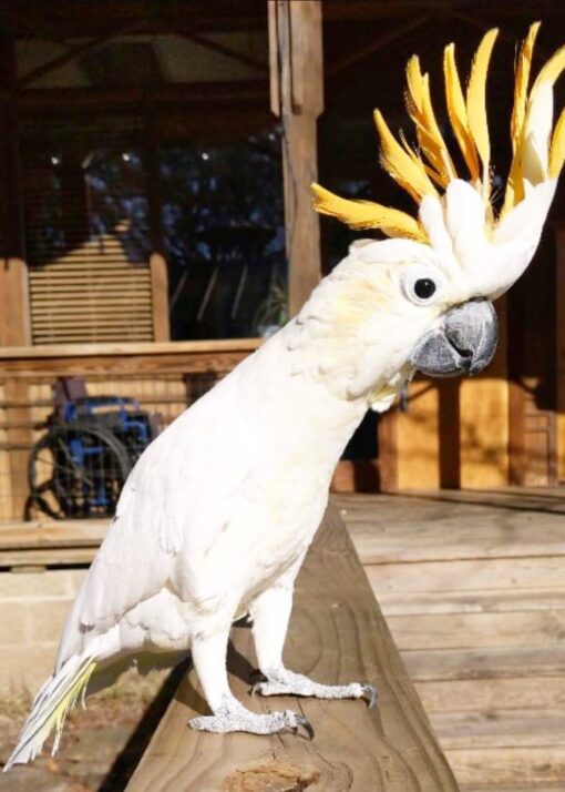 Male Citron Crested Cockatoo Parrot Lam – rare exotic white parrot with vibrant orange crest, 1 year 3 months old, fully vaccinated.