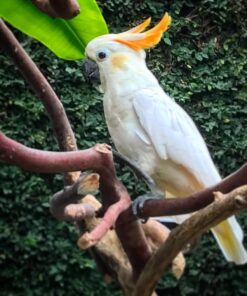Citron Crested Cockatoo Parrot-(Lam)
