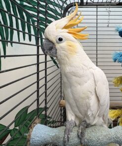 Citron Crested Cockatoo Parrots-Males-Females