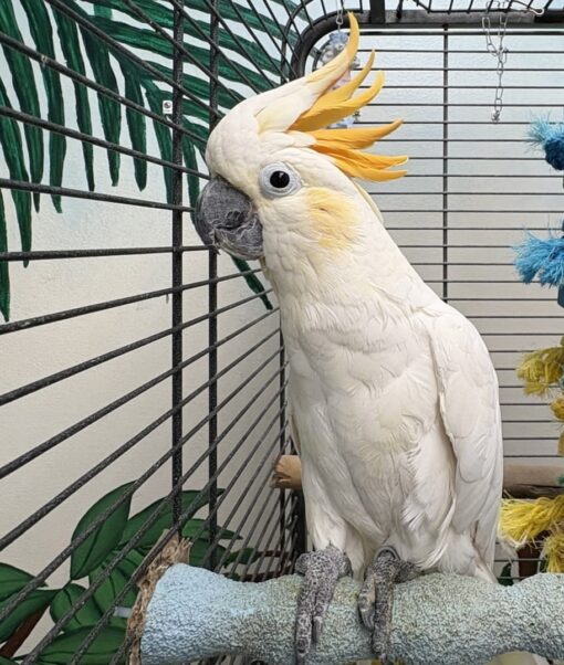 “Citron Crested Cockatoo Parrots – males and females, bright yellow crests, exotic hand-reared pet birds, intelligent and affectionate companion parrots