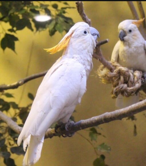 Citron Crested Cockatoo Parrots-Males-Females - Image 4