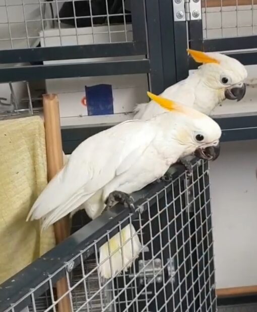 “Citron Crested Cockatoo Parrots – males and females, bright yellow crests, exotic hand-reared pet birds, intelligent and affectionate companion parrots.”