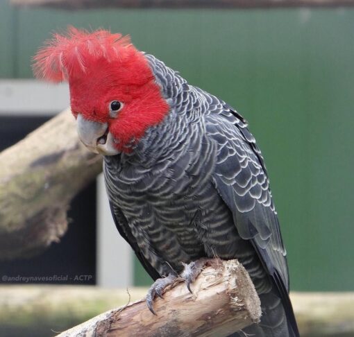 “Female Gang Gang Cockatoo Parrot Zita, 1 year 3 months old, hand-raised, healthy, rare exotic parrot with striking red crest”