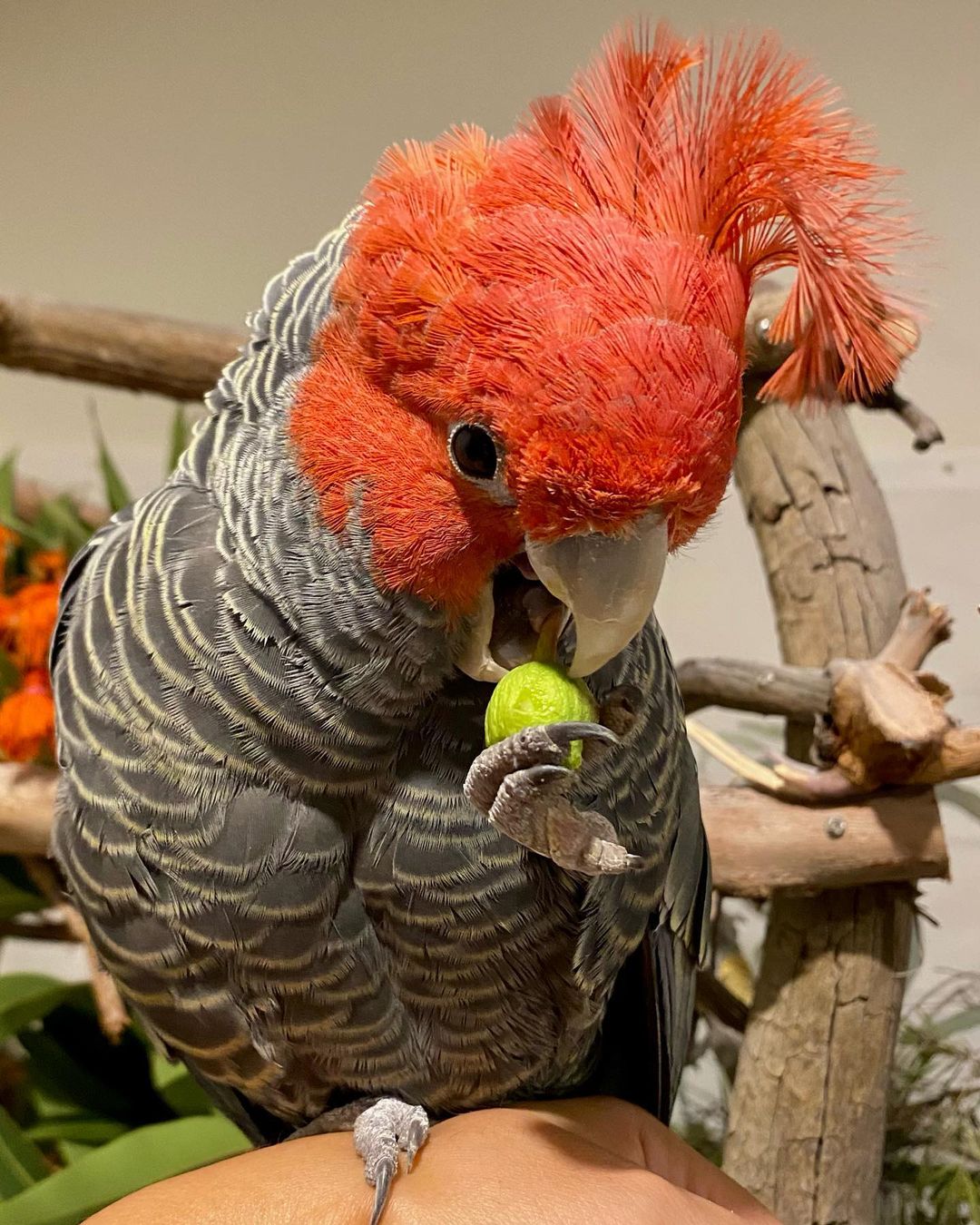 “Female Gang Gang Cockatoo Parrot Zita, 1 year 3 months old, hand-raised, healthy, rare exotic parrot with striking red crest”