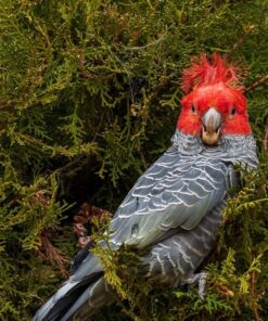 Gang Gang Cockatoo Parrot-(Zita)