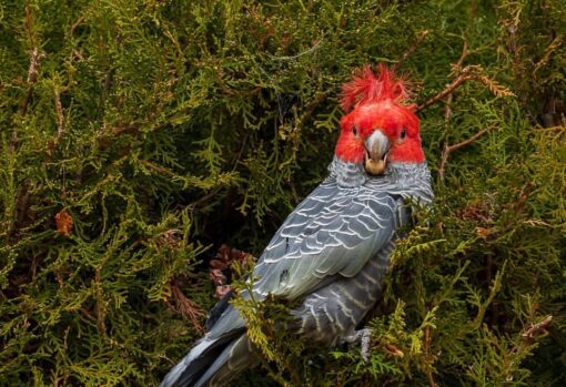 Gang Gang Cockatoo Parrot-(Zita) - Image 2