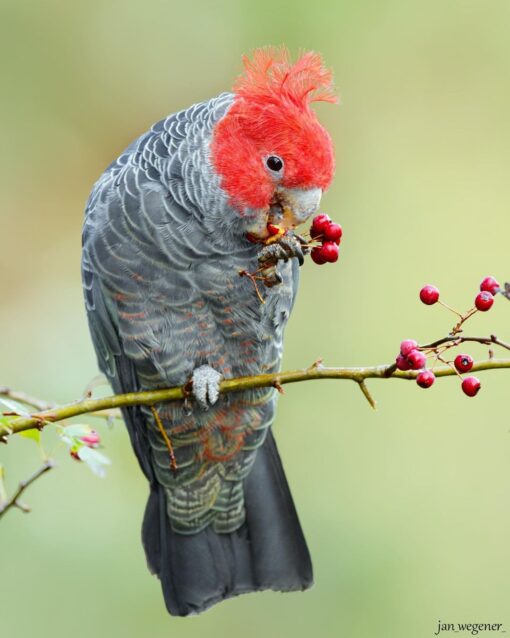 “Gang Gang Cockatoo parrots, males and females, exotic birds with red crests and gray plumage, healthy, hand-raised, and fully vaccinated.”
